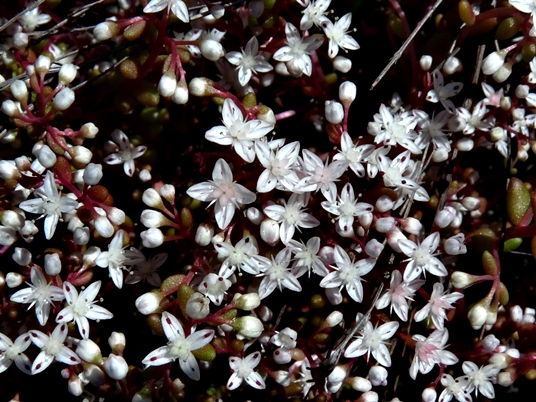 {Diamorpha smallii}